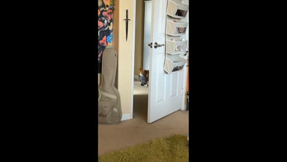 Cat brings pigeon indoors before safe release in Beaumont, Texas, USA