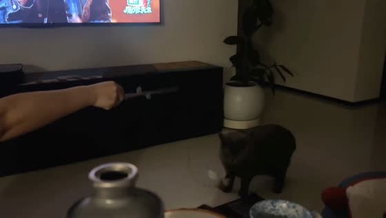 Cat hilariously refuses to play with one woman in Guangxi, China