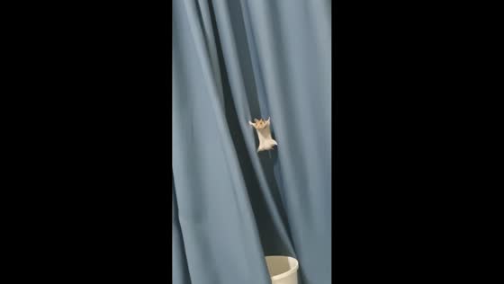 Hamster clings to curtain in a funny pose in Henan, China