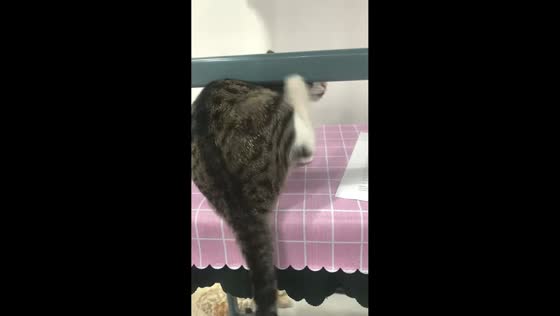 Cat struggles to scratch head in Liaoning, China