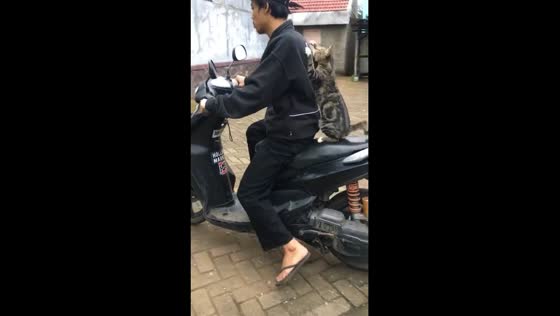 Hitching a ride: clingy cat takes funny joyride on motorbike