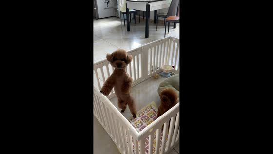 Poodle stands on hind legs and barks at owner in Heilongjiang, China