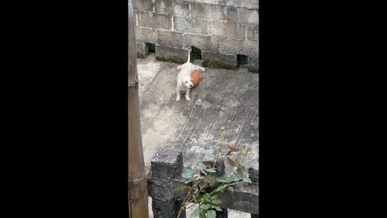 Dog struggles to stand with ball under belly in Chapulhuacán, Hidalgo