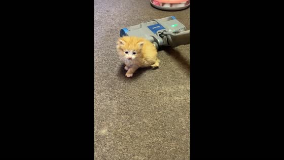  Kitten follows vacuum cleaner and meows in Rapid City