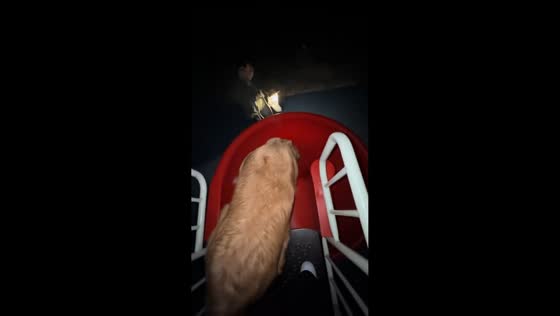 Golden retriever jumps off slide and lands on owner in Anhui, China