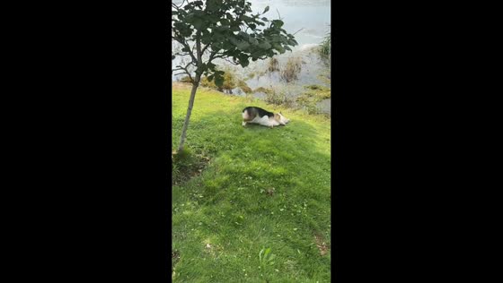 Dog slips into pond during playful moment in Shaanxi, China
