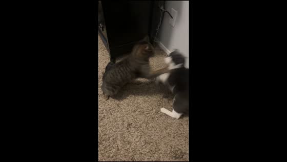 Two house cats caught fighting playfully in Cypress, Texas, USA