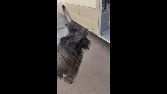 Goat appears to smoke cigarette in Shanxi, China