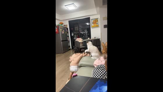 Little girl playfully tussles with cat in Jiangsu, China
