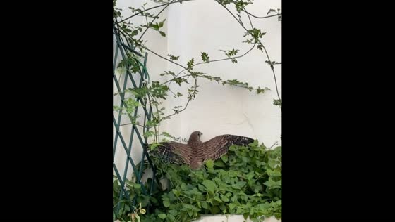 Flightless bird rescue in Córdoba, Spain