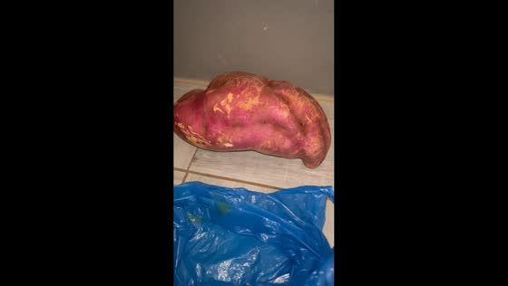 normous homegrown sweet potato surprises family in Ganyesa, South Africa