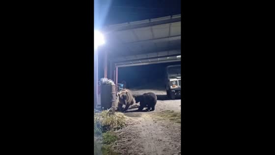 Bear charges at man in residential area near Sabalan Peak in Ardabil, Iran