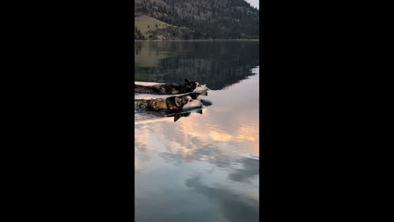 Two huskies complete impressive long-distance swim in British Columbia, Canada