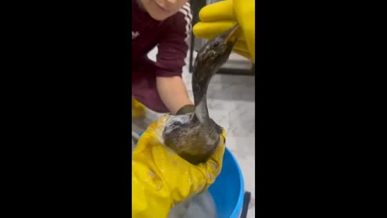 People wash oil stains off a bird in Krasnodar Krai, Russia