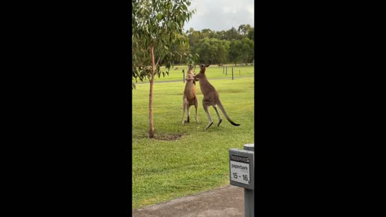 Two kangaroos push each other during a scuffle in Noosa Heads, Australia