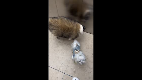 Adorable poodle in oversized fluffy outfit in Hebei, China