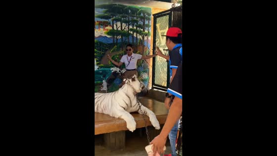 Tourist startled by sudden tiger movement at Baluarte Zoo in Vigan, Ilocos Sur, Philippines