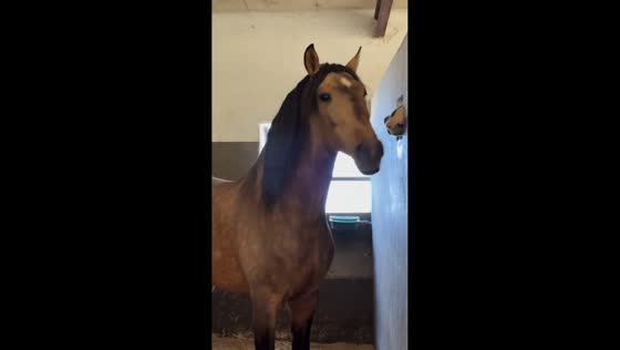 Two horses play through stable window in Salvaterra de Magos, Portugal