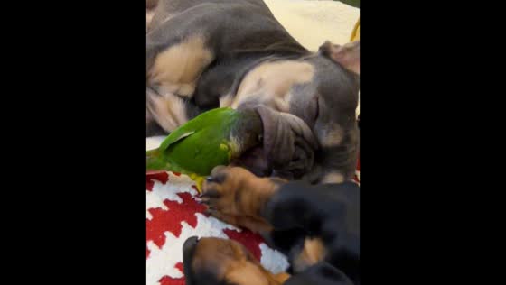Parrot gives dog a dental check in Shaanxi, China