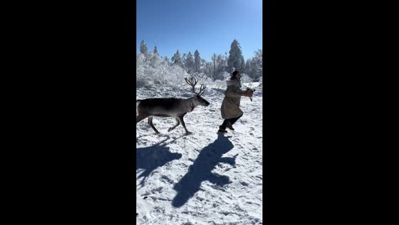 Woman chased by deer over food in Jilin, China