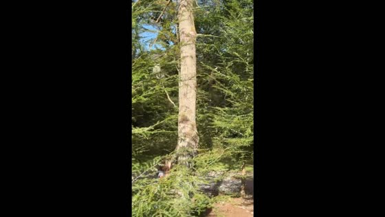 Cat crashes onto girl after tree branch breaks during climb in Pittsburgh, USA