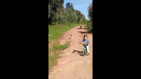Girl flees on bicycle after startled by running goats in Madrid, Spain