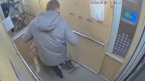 Pug rushes toward dog inside elevator in Tomsk, Russia