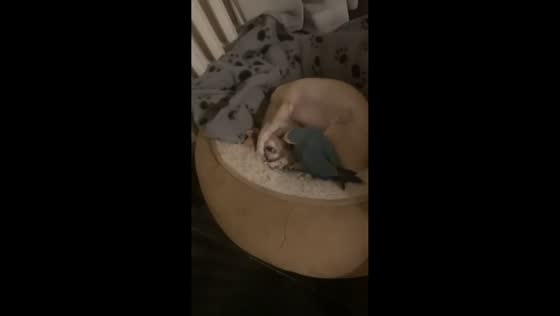 Dog and parrot adorably exchange kisses while cuddling in Cattolica, Italy