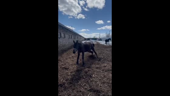 Horse charges and kicks backward in Moscow, Russia