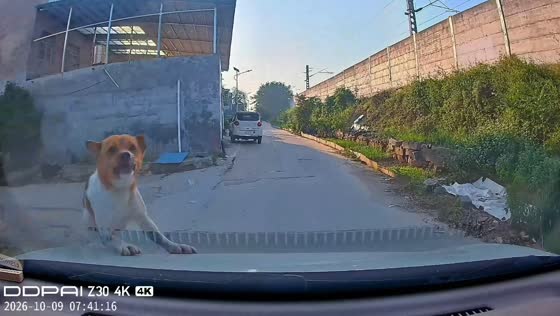Dog unexpectedly leaps into a car’s windshield on a narrow road in Henan, China