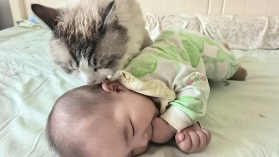 Cat gently cuddles and plays baby in Hebei, China