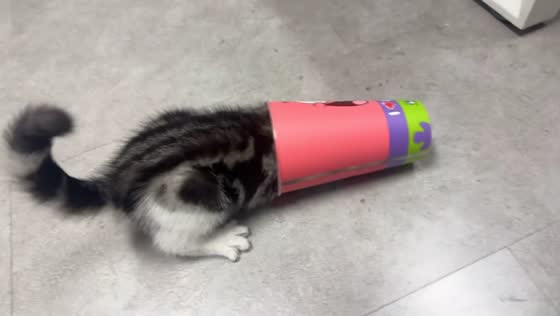 Kitten caught licking inside tumbler cup in Hunan, China