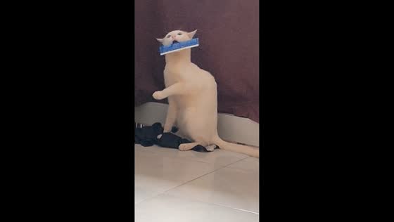 Cat hilariously struggles with treat sachet in Manila, Philippines