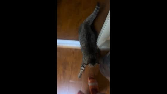 Cat repeatedly taps owner’s slippers at home in Yunnan, China