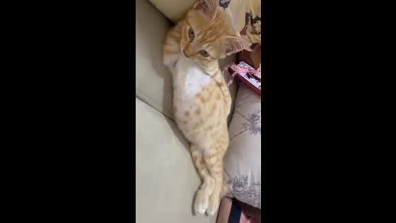 Coco the cat: cutely overloaded in relaxing pose