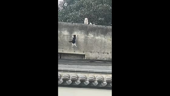 Kitten learns to climb onto roof in Zhejiang, China