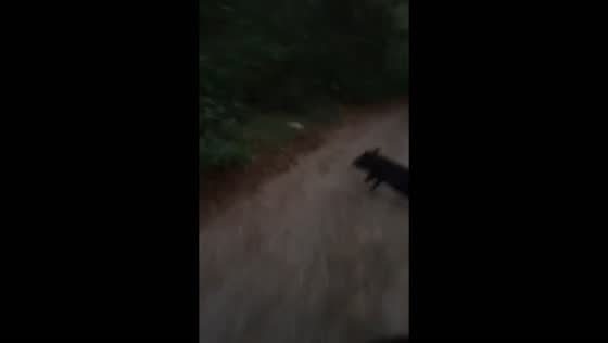 Unexpected encounter: wild pig startles motorcyclist in Castillejos, Philippines