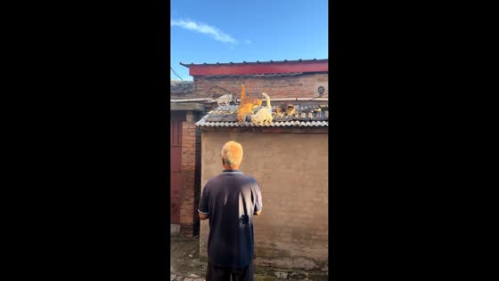 Cats rush to greet elderly man during familiar feeding routine in Beijing, China