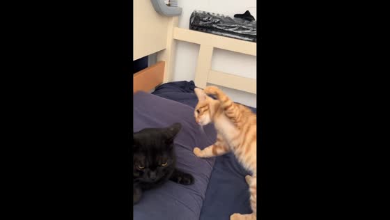 Small cat cautiously swats at bigger cat in Jiangxi, China