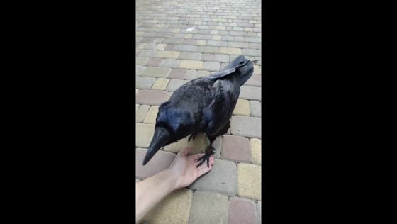 Trained raven performs a trick for a treat in Poltava, Ukraine