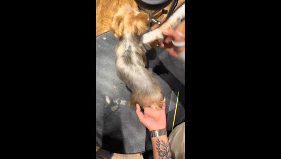 Puppy squirms during grooming as clippers tickle in China 