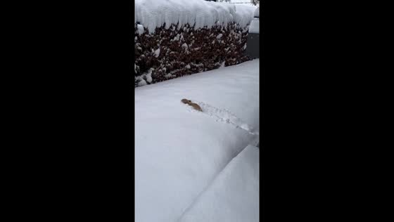 Snow-enthralled French bulldog: Tutzing's winter wonderland delight