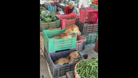 Dogs sleep on crates at a busy market in Porbandar, Gujarat, India