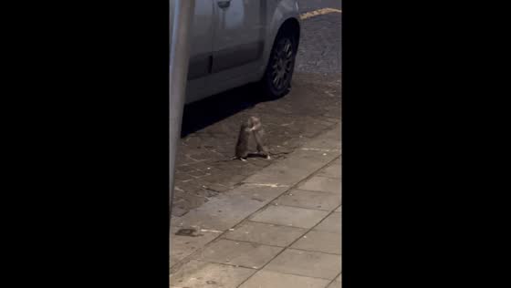 Rats brawl in Naples street