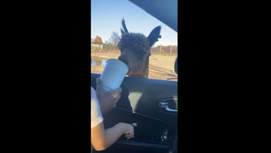 Screams and treats: family adventure at Port Clinton Safari drive through