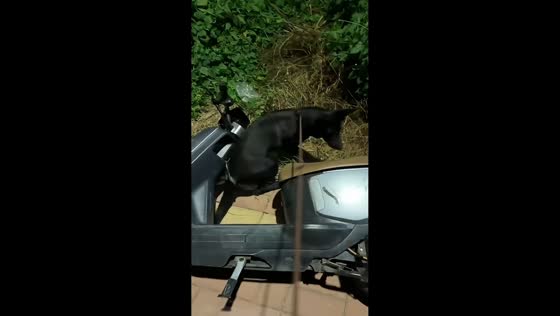 Dog knocks over parked e-scooter during evening walk in Shandong, China