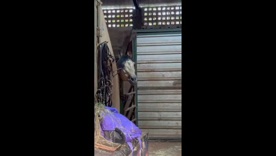 Horses interact playfully inside stable in Ribeirão Preto, Brazil