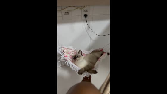 Kitten startled as hammock snaps during nap in Aracaju, Brazil