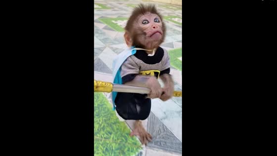 10-month-old Pika monkey dons batman shirt in Haiphong