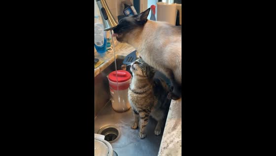Cats' hilarious attempt to share water from sink faucet in Huntsville, USA